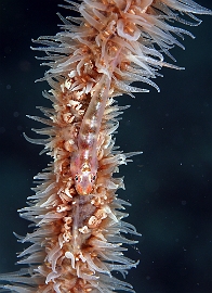 Raja Ampat 2019 - DSC07910_rc - Common Ghostgoby - Gobie fantome - Pleurosicya mosssambica